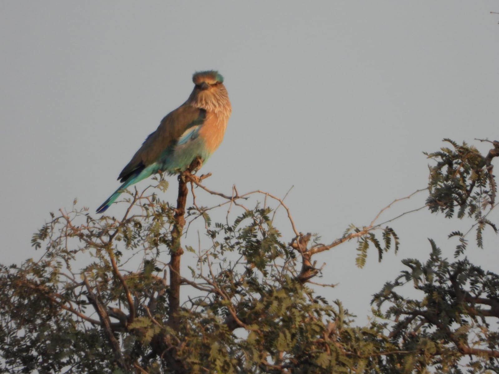Avifaunal Surveys